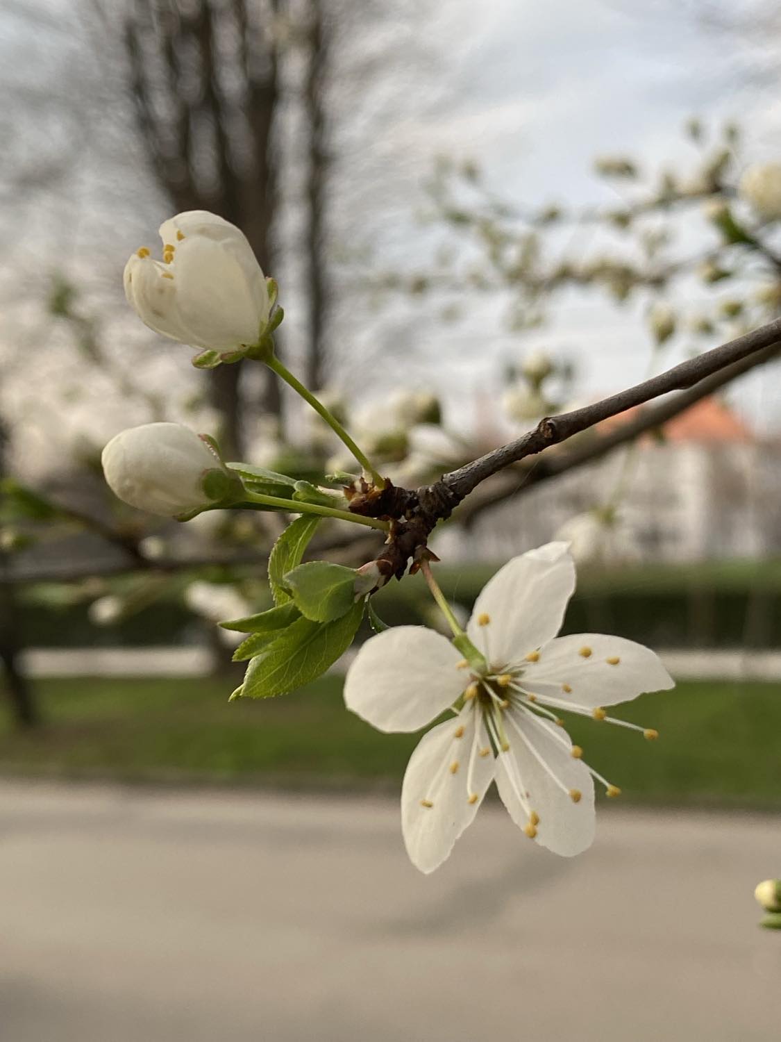 На завтра у Закарпатській області прогнозують вдень 8-13° тепла