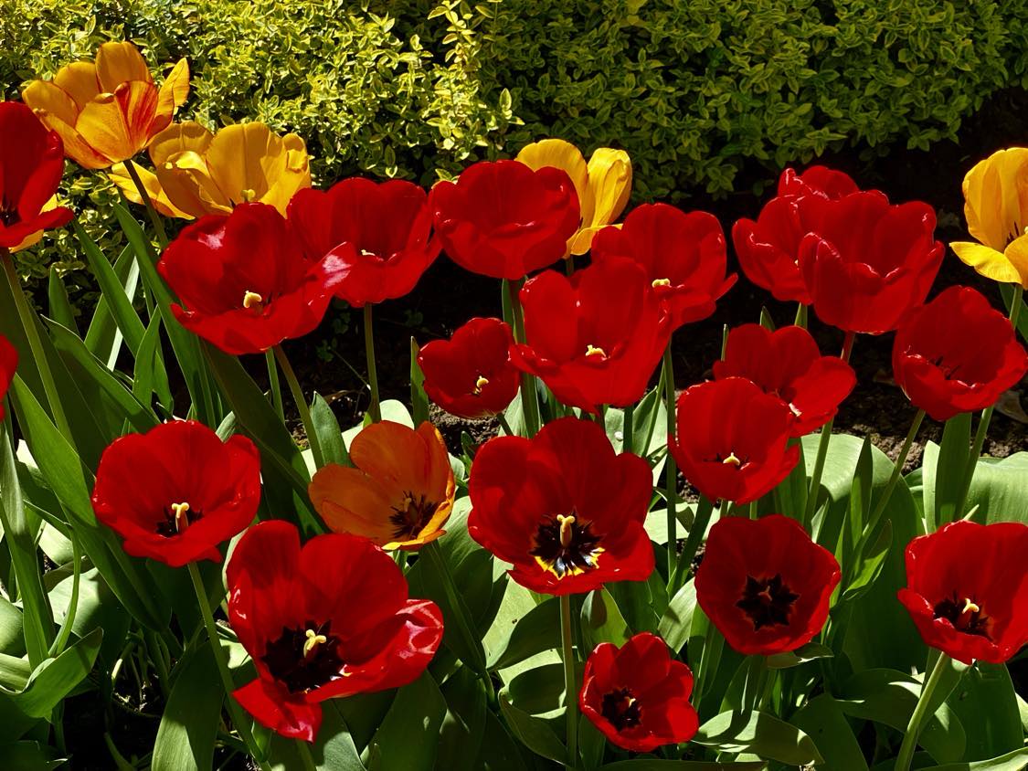 Завтра на Закарпатті буде тепло 