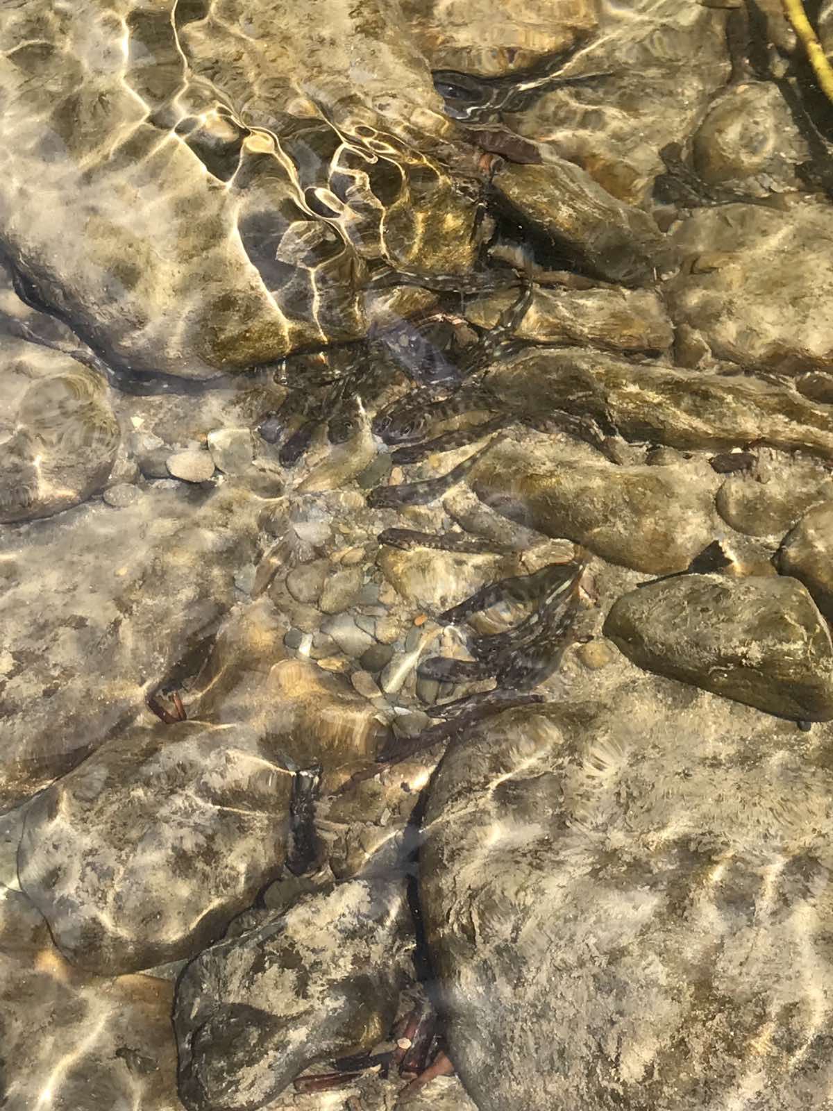 Риба, яку щойно випустили в річку Ріку на Хустщині