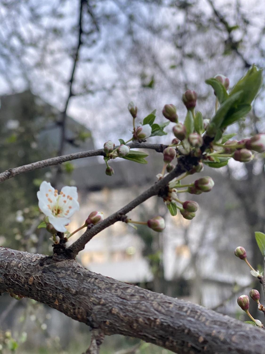 Синоптики на Закарпаттті 12 березня прогнозують  вдень 9-14° тепла