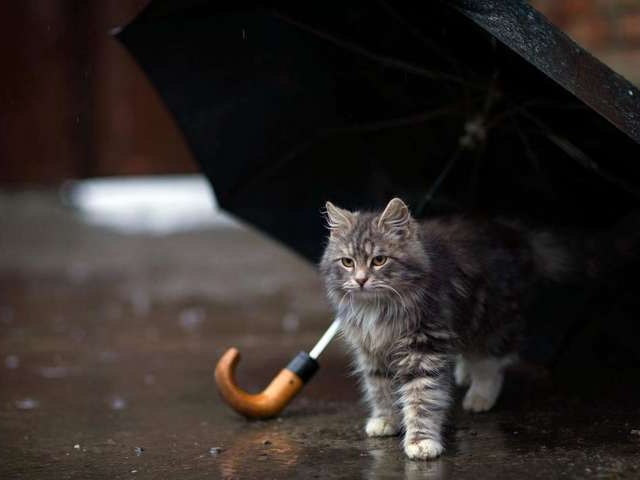 Синоптики прогнозують на Закарпатті дощі і завтра