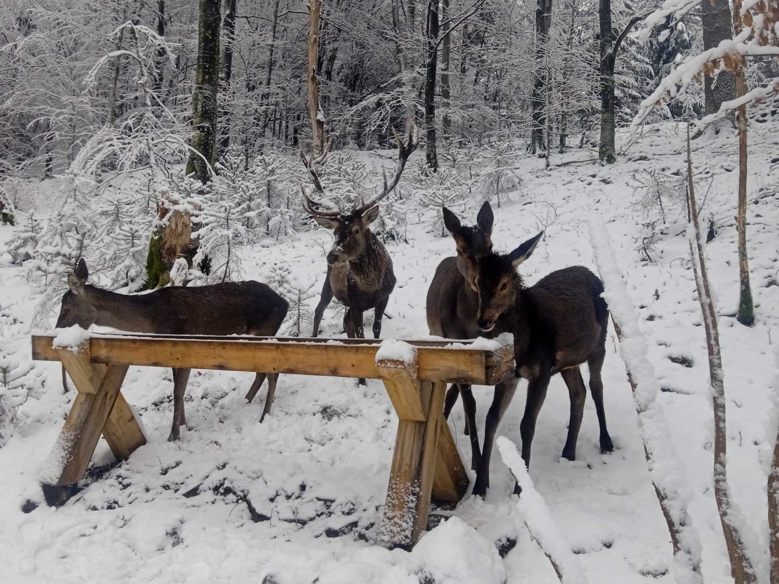 Тварини у центрі