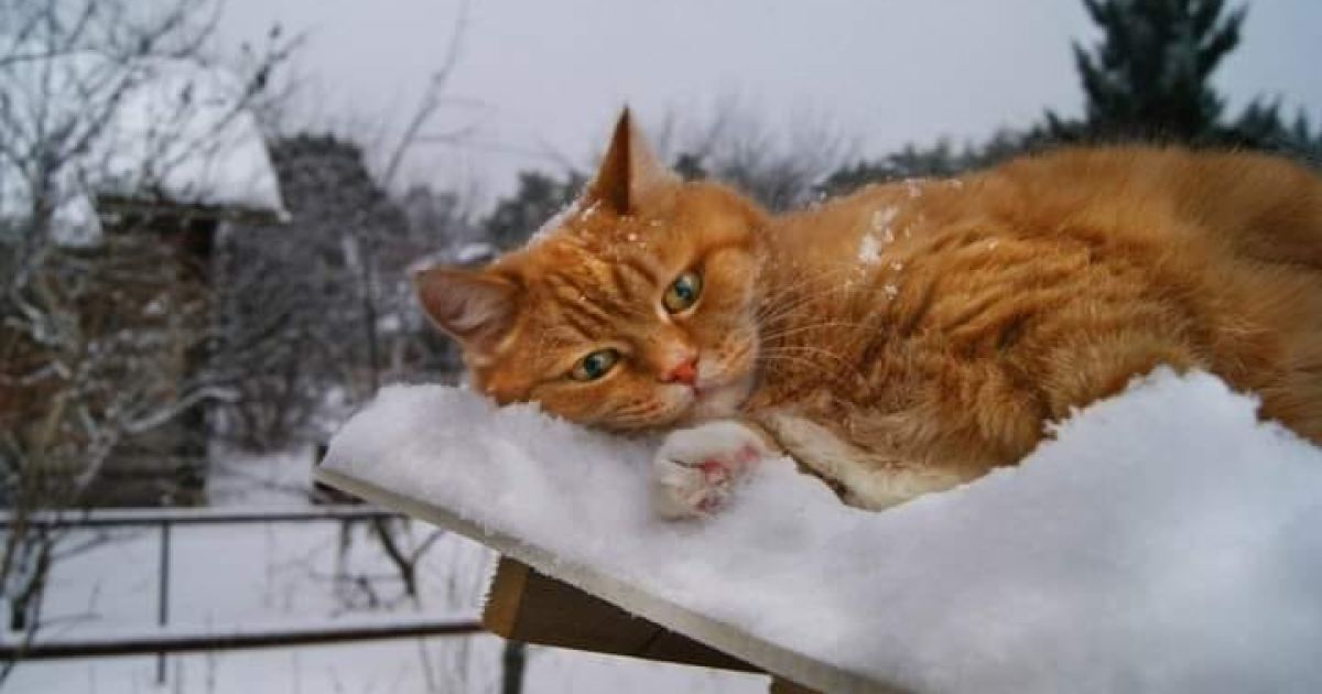 У найближчі дні на Закарпатті прогнозують негоду 