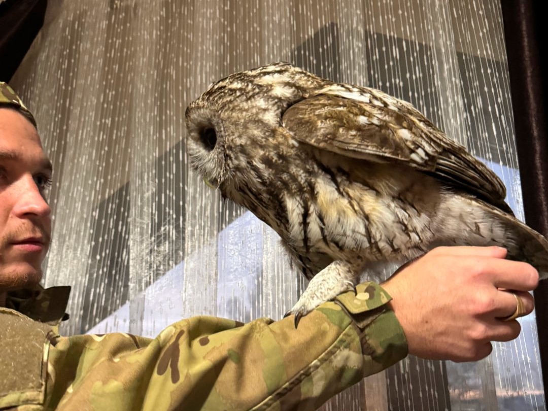 Птах з прикордонником