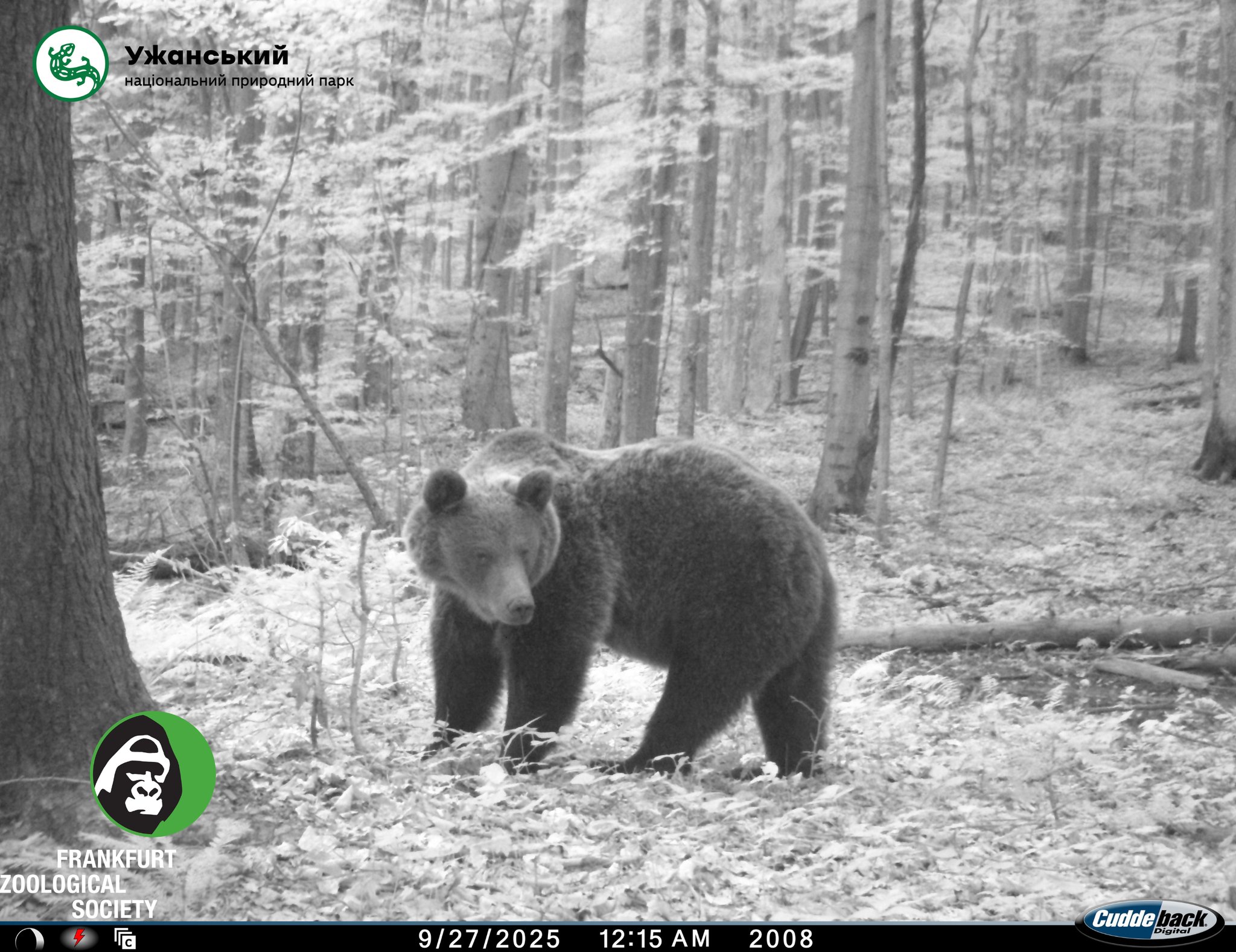 Ведмідь бурий