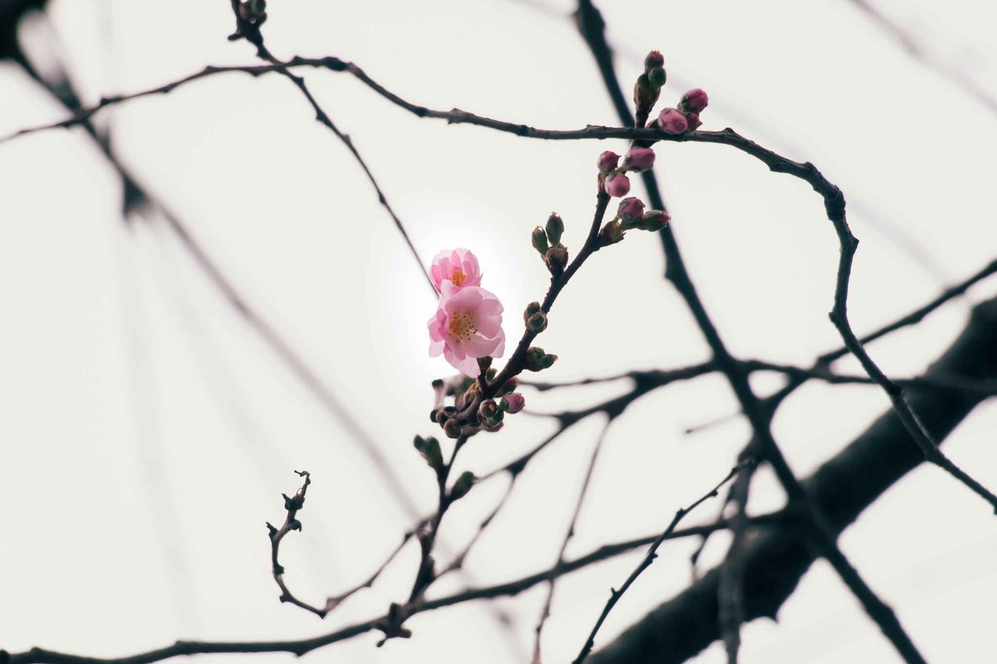Шалена сакура у Мукачеві