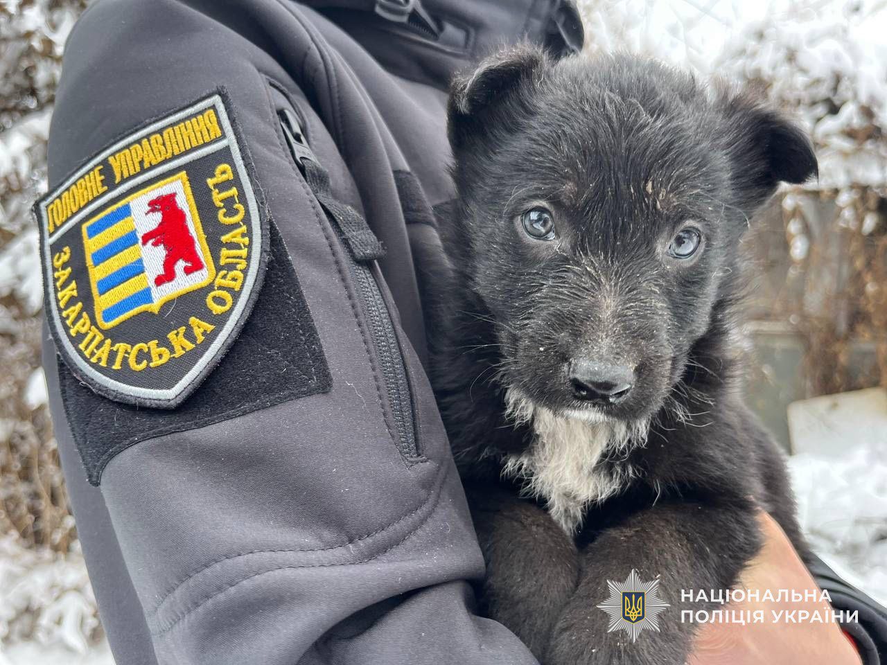 Поліцейська з Мукачева допомогла врятувати трьох цуценят