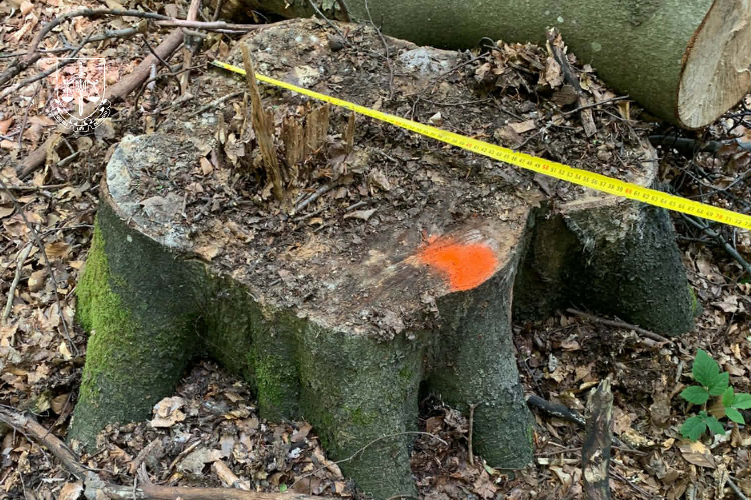 Зрубані дерева