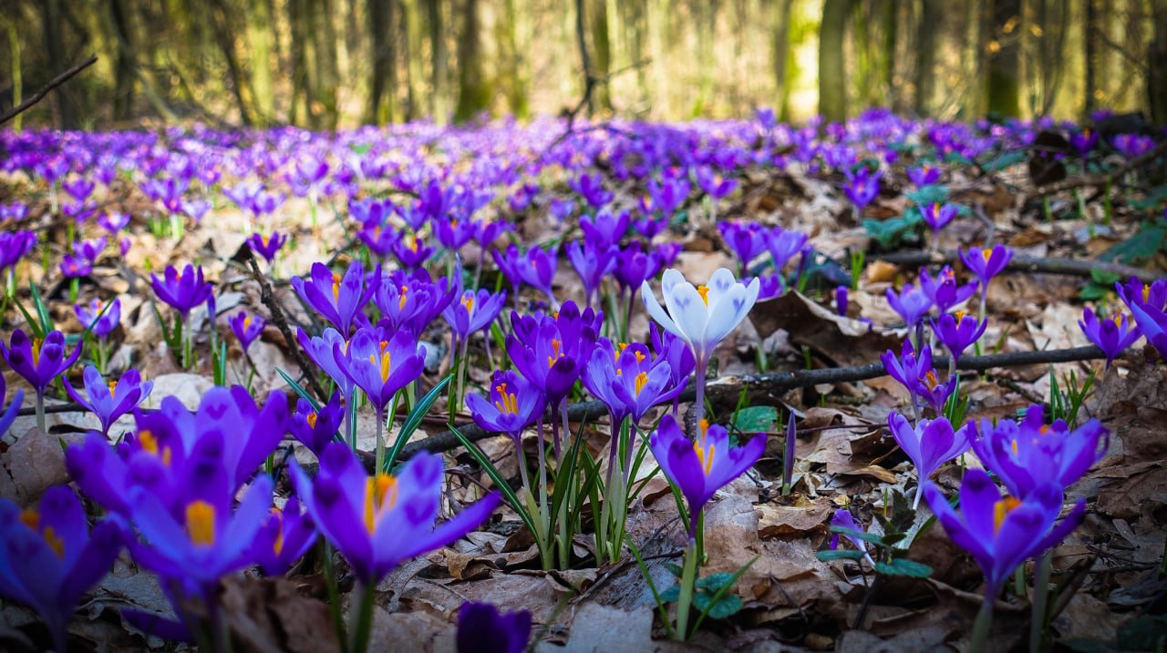 Цвітіння шафранів