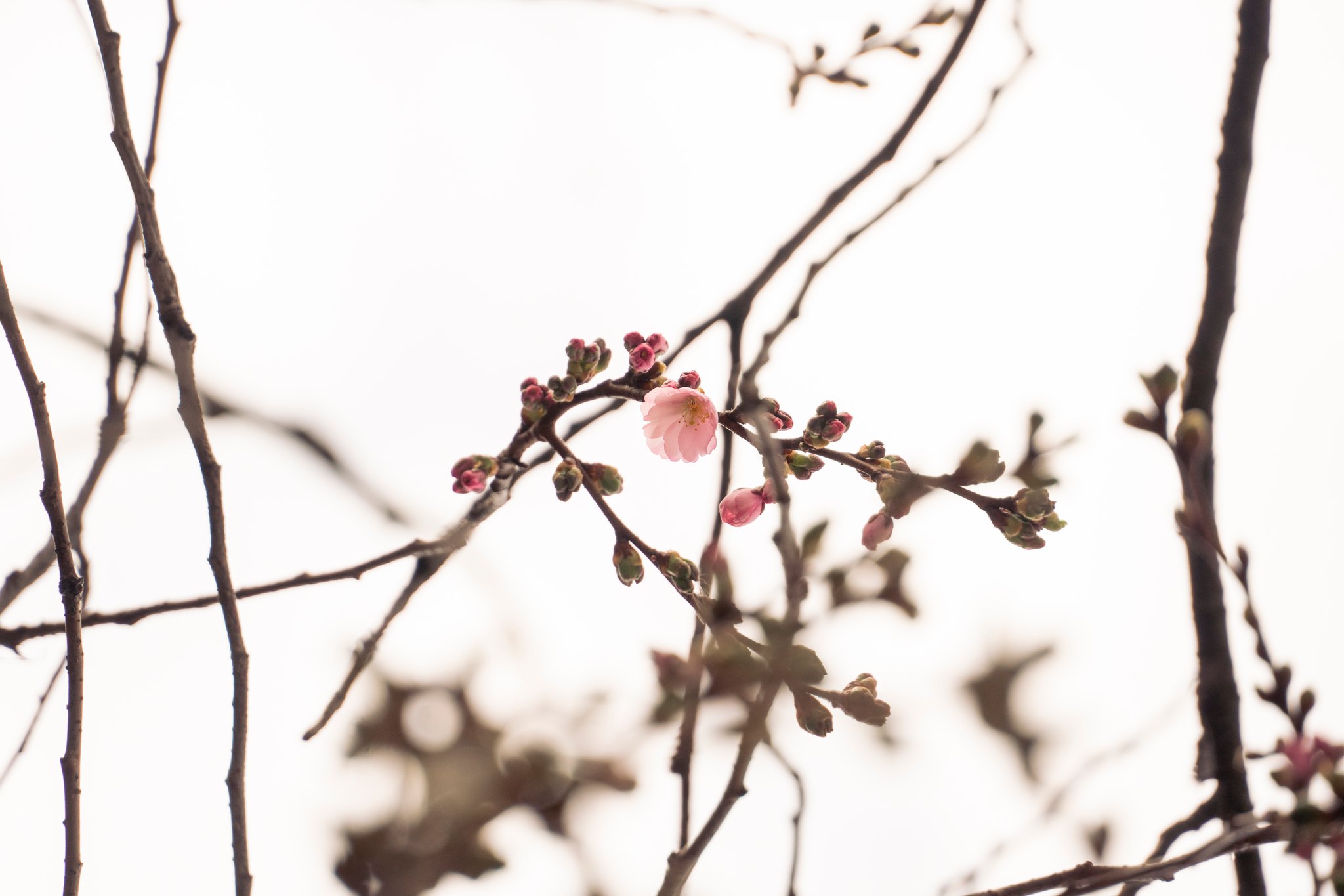 Цвіт шаленої сакури