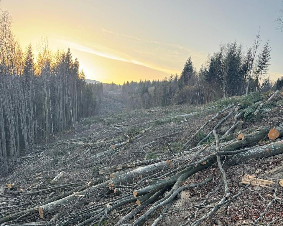 Рубки лісу у Карпатах