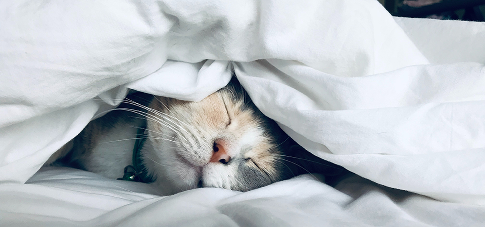 За прогнозами синоптиків на Закарпатті буде сніжно