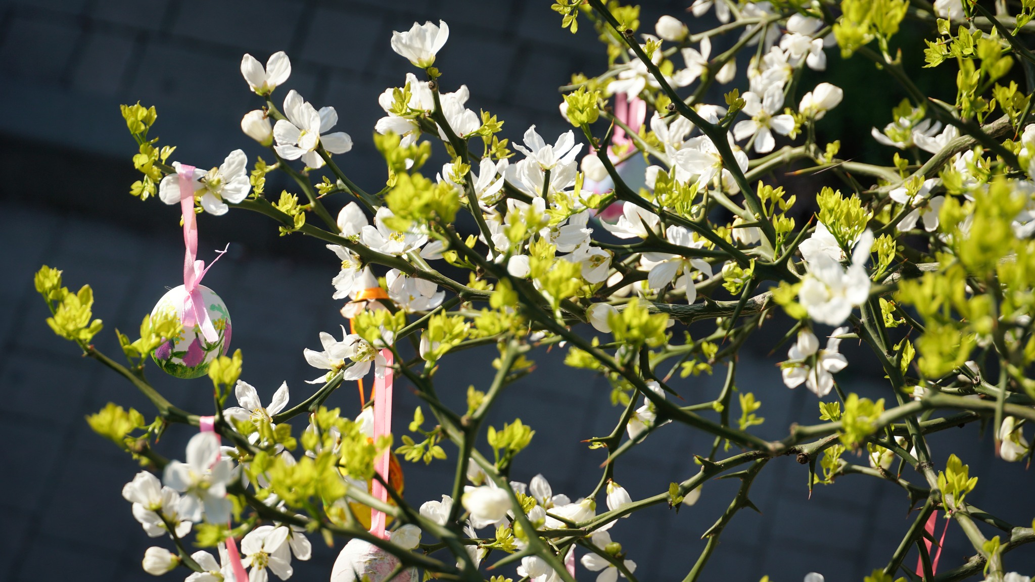 Тернистий лимон у Мукачеві