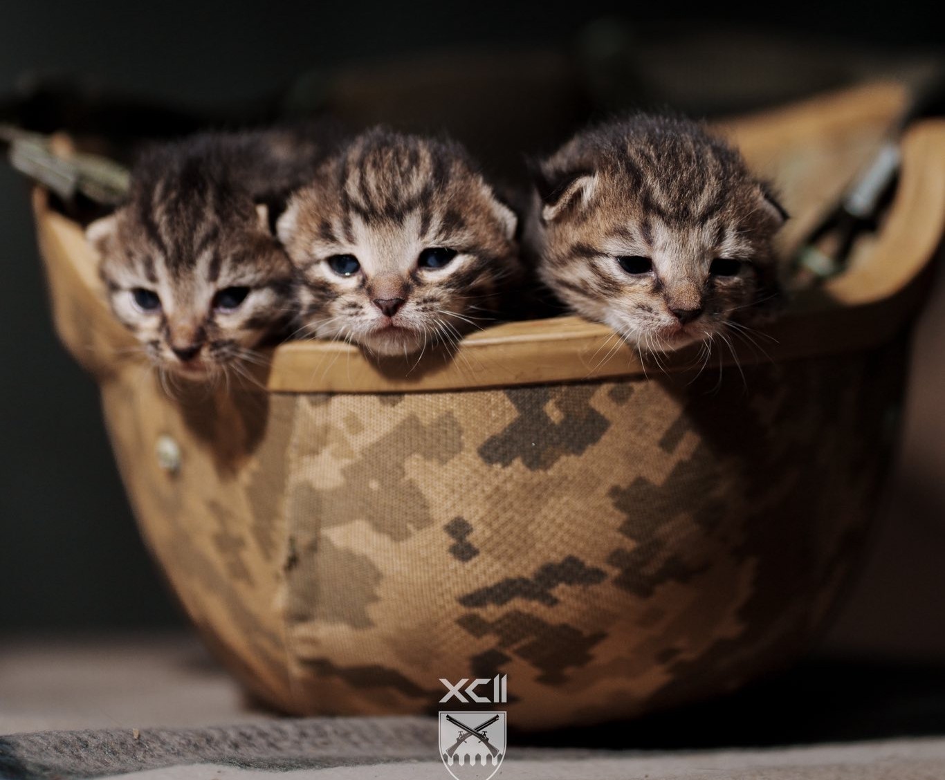 Кошенята