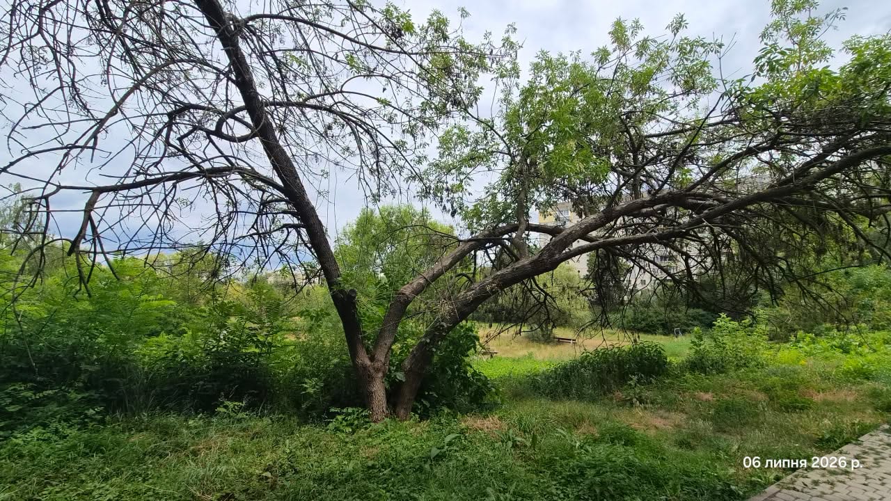 Уражені ясені