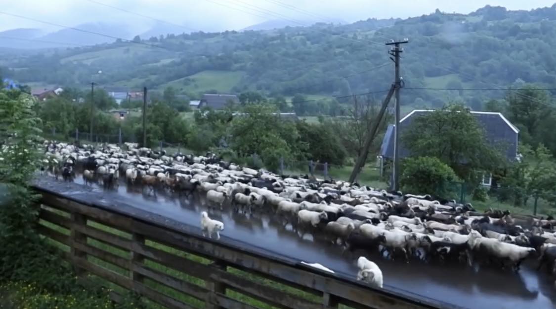 Кількасот овець в селі Негровець під час проводу на полонину 
