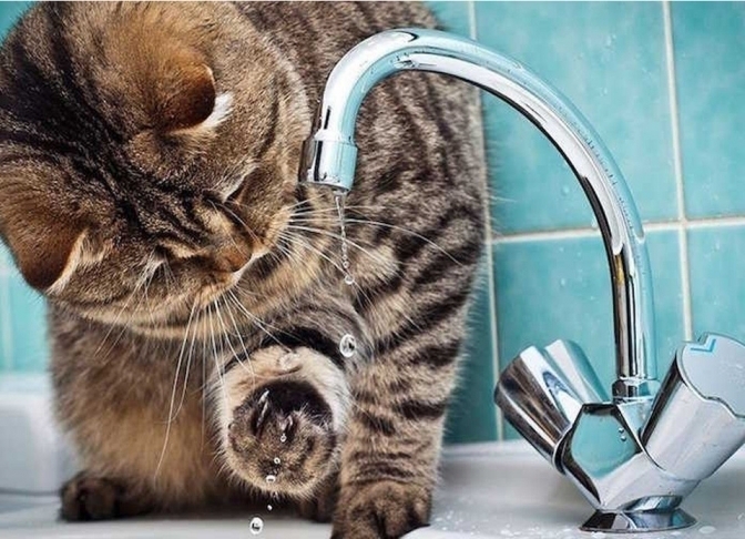 Перелік вулиць, де сьогодні в Мукачеві не буде води 