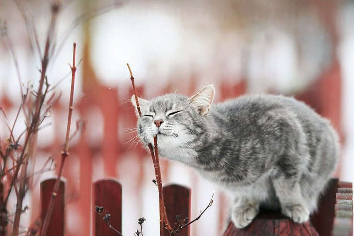 5 березня на Закарпатті буде 17° 