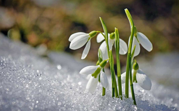 У горах 9 березня буде мороз 