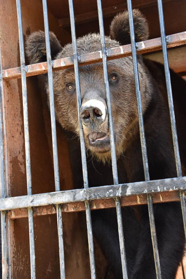 Реабілітаційний центр бурих ведмедів НПП «Синевир» поповнився двома новими мешка