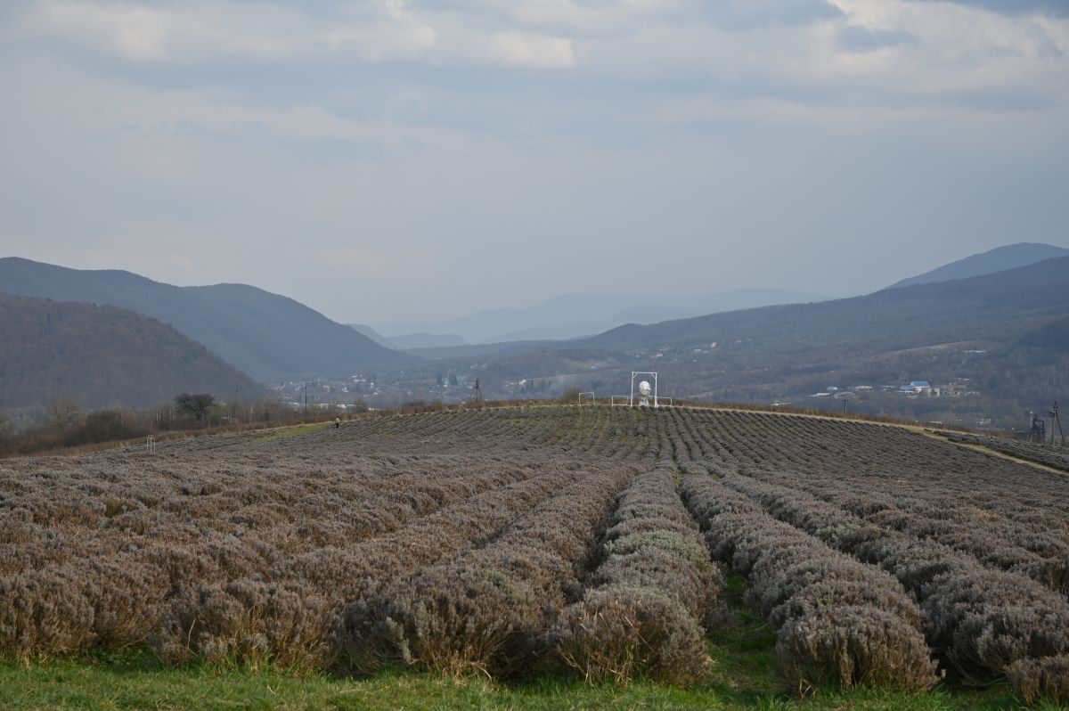 Лавандова гора