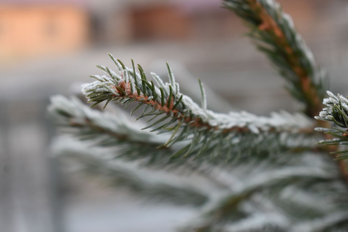 Ялинка, сніг