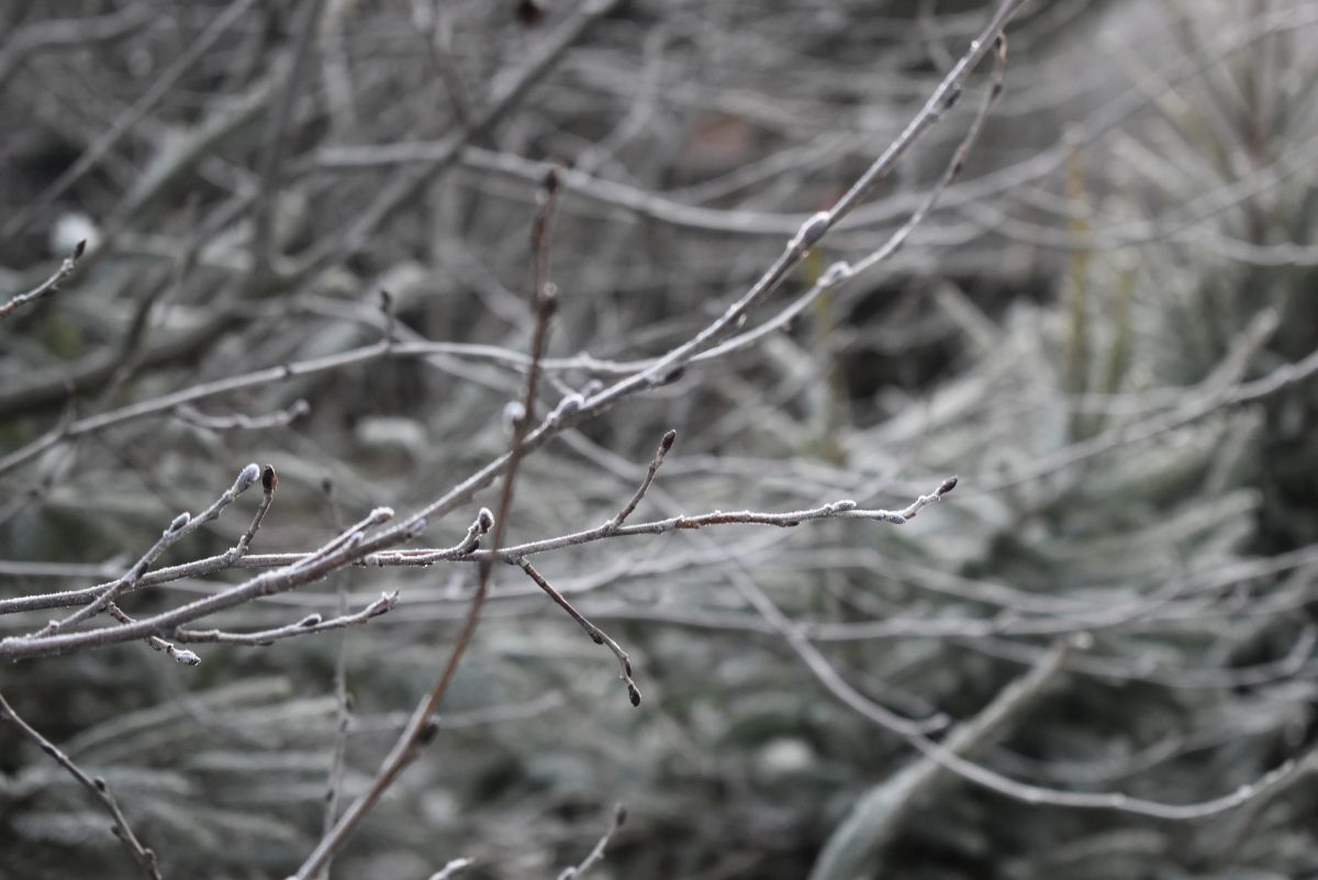 Гілочки дерева в інії