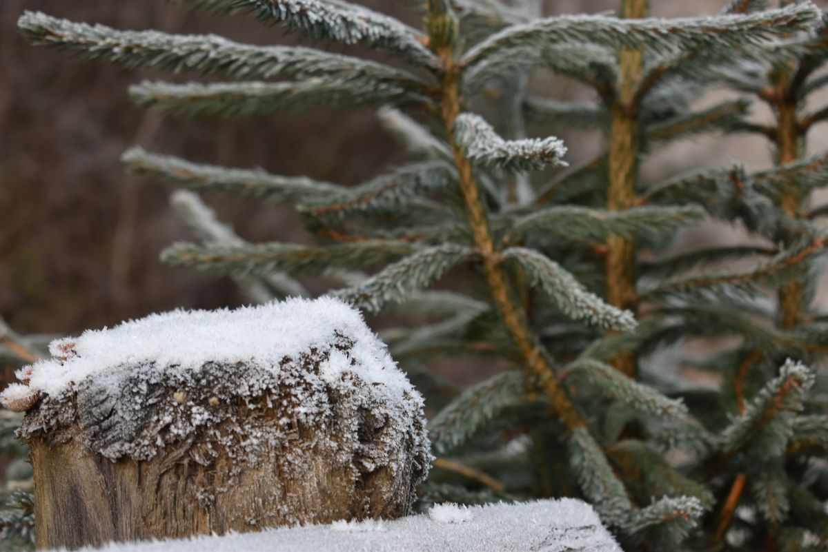Сніг, гілка ялинки