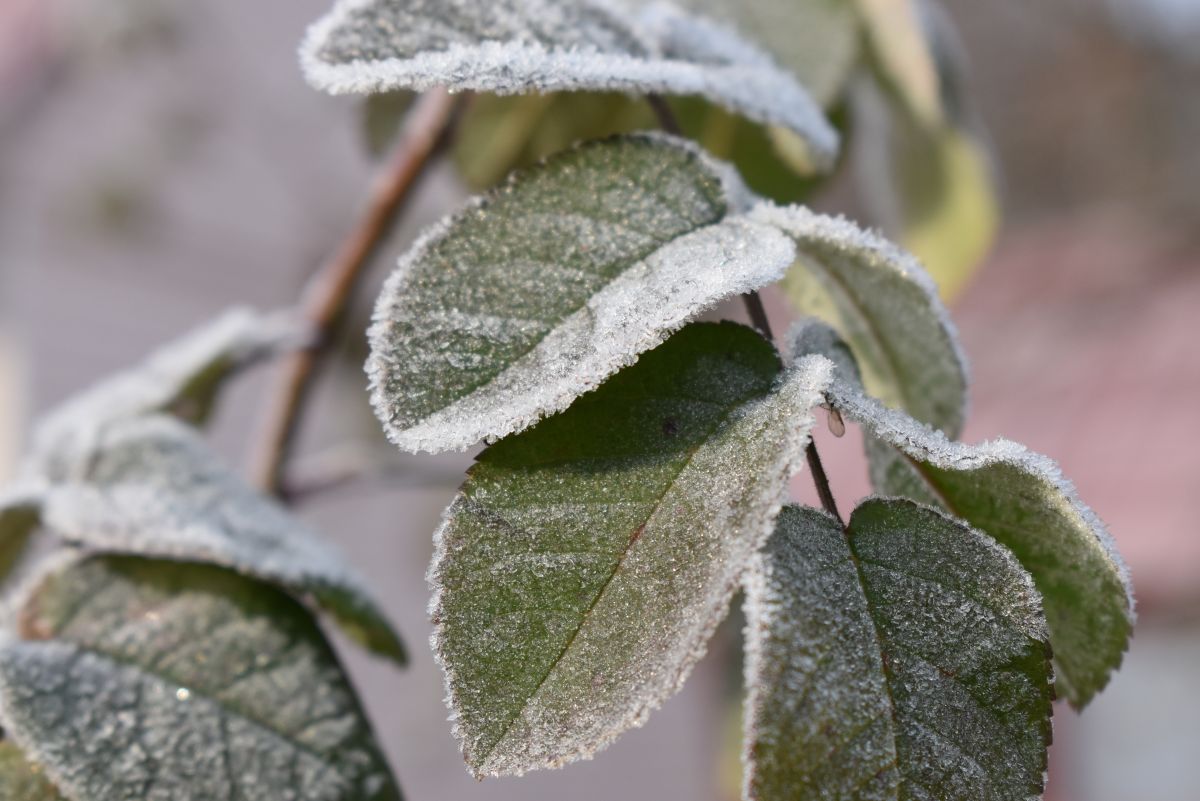 Мороз на рослині