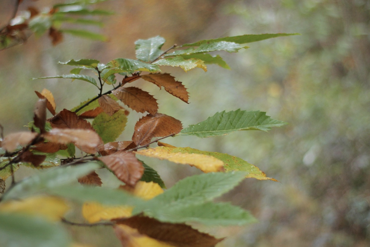 Осінь, листя