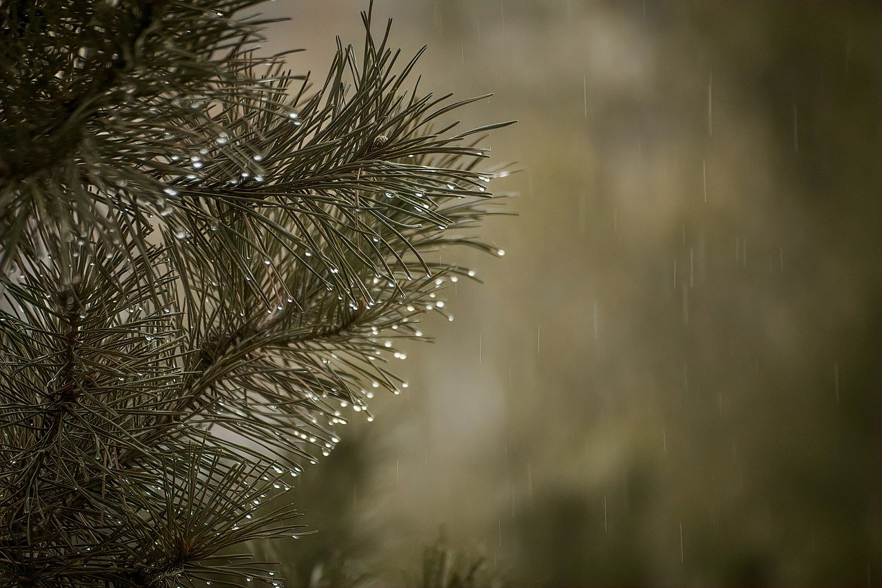 Гілка дерева в дощ