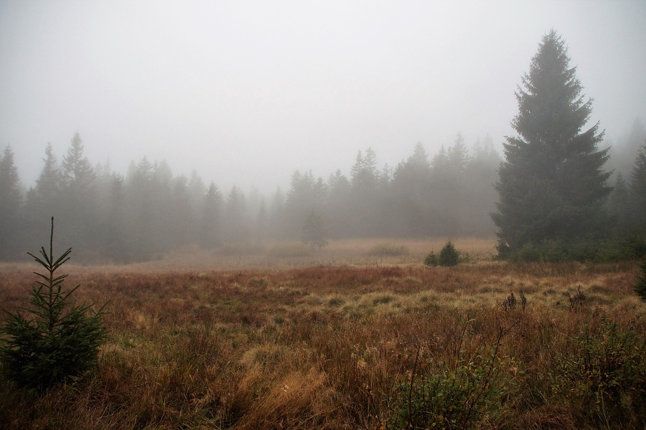 Туман, ліс