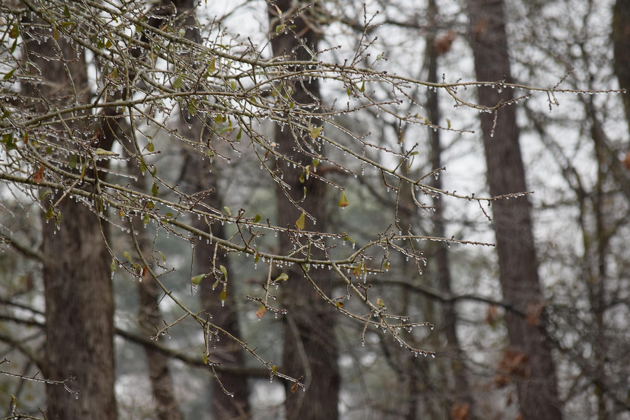 Мороз, дерево, гілки