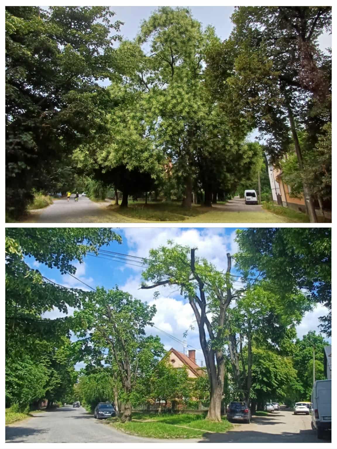 Софори в Ужгороді