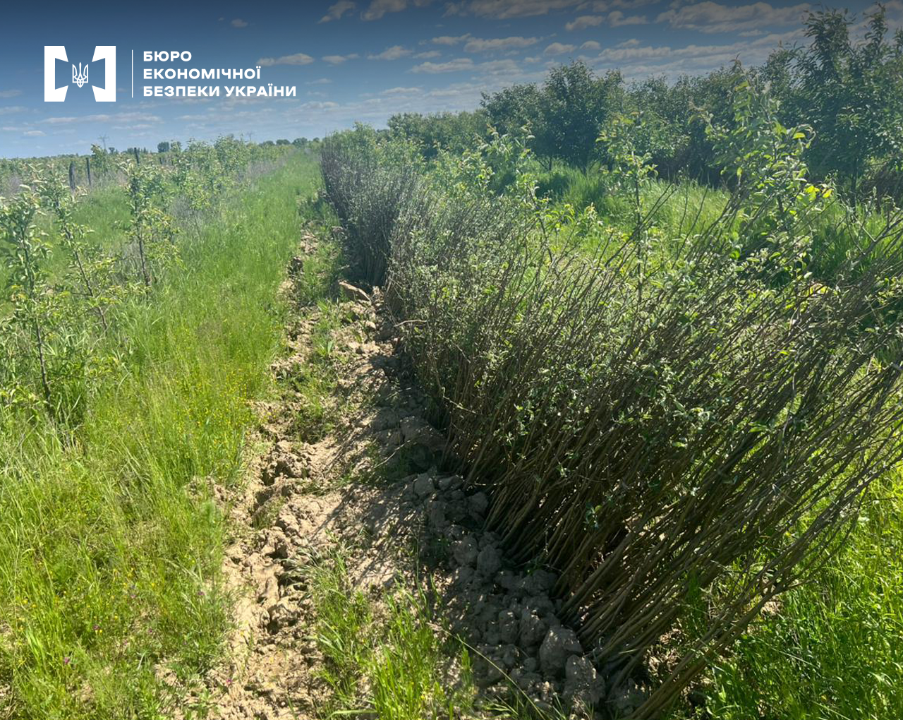 Необроблені ділянки землі