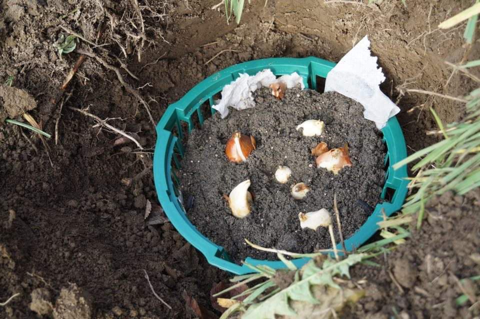 тюльпани