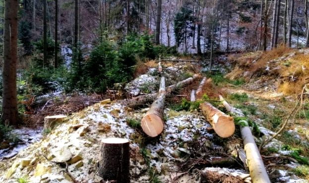 Фото з місця незаконних рубок 