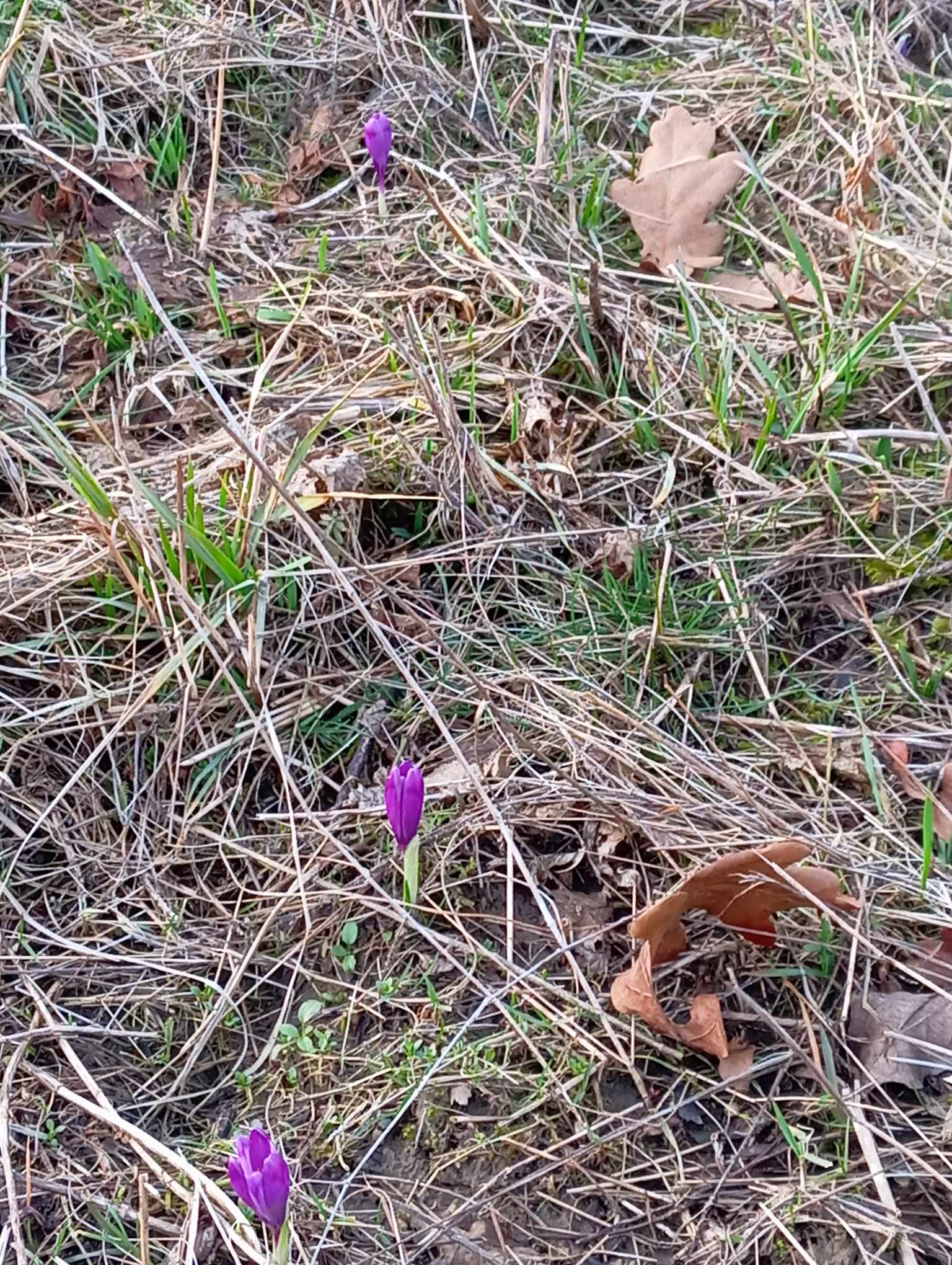 Шафран Гейфеля на території заповідника "Долина нарцисів" 