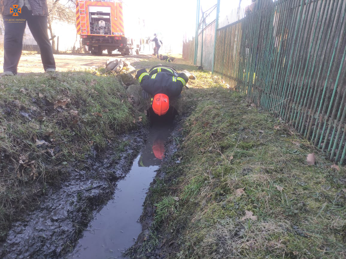 Бідолашна тварина в канаві пробула цілу ніч, поки її зрештою не звільнили рятувальники 