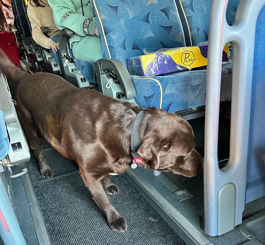 Собака породи лабрадор в одному з пасажирських автобусів