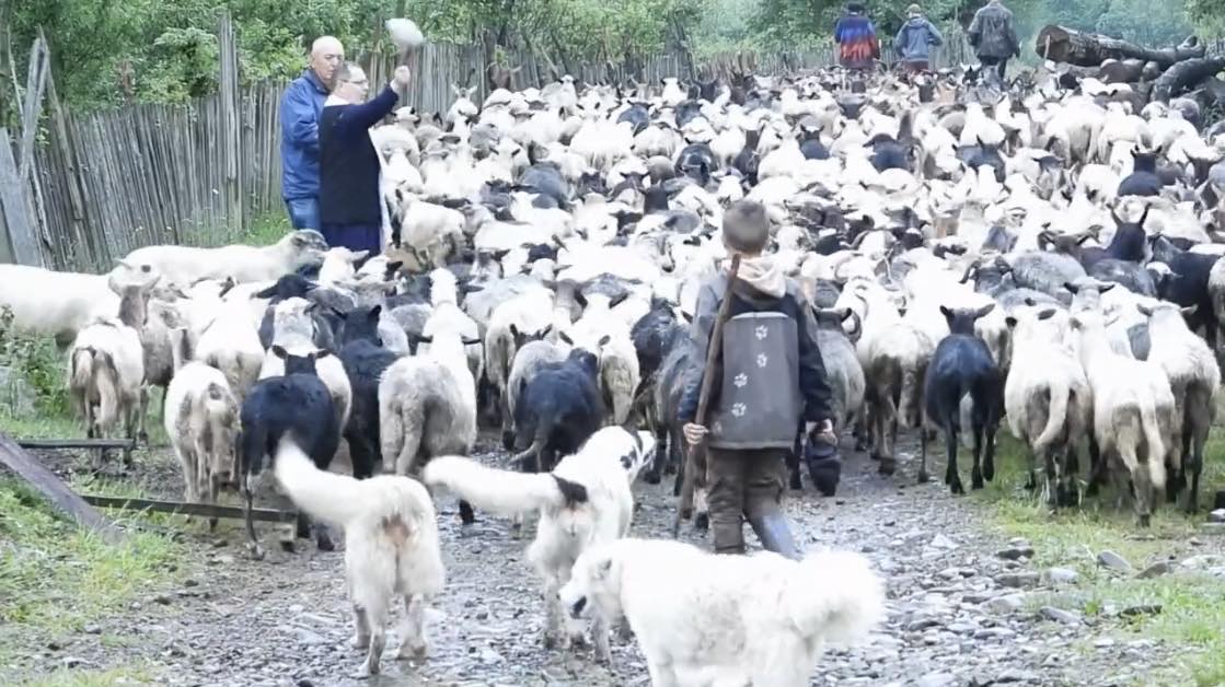 Маленький вівчар допомагає дорослим перегнати отару на полонину