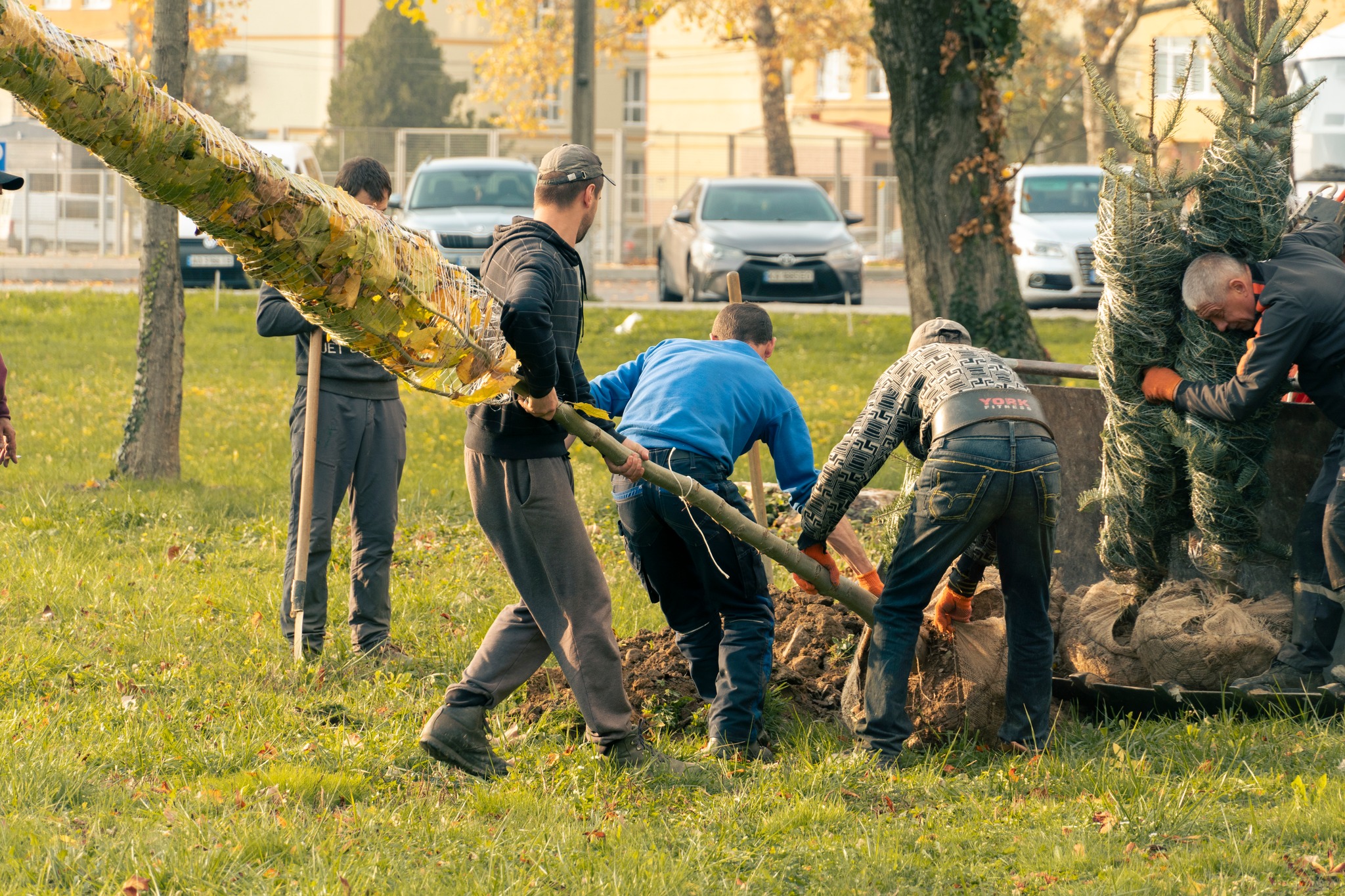 Висадка нових саджанців