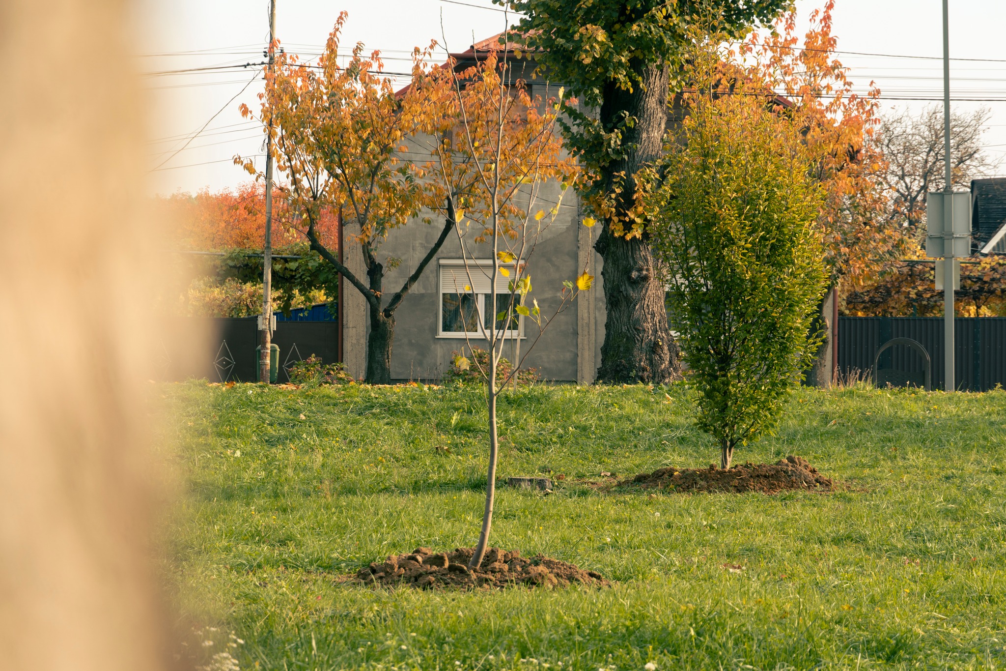 Висадка нових саджанців