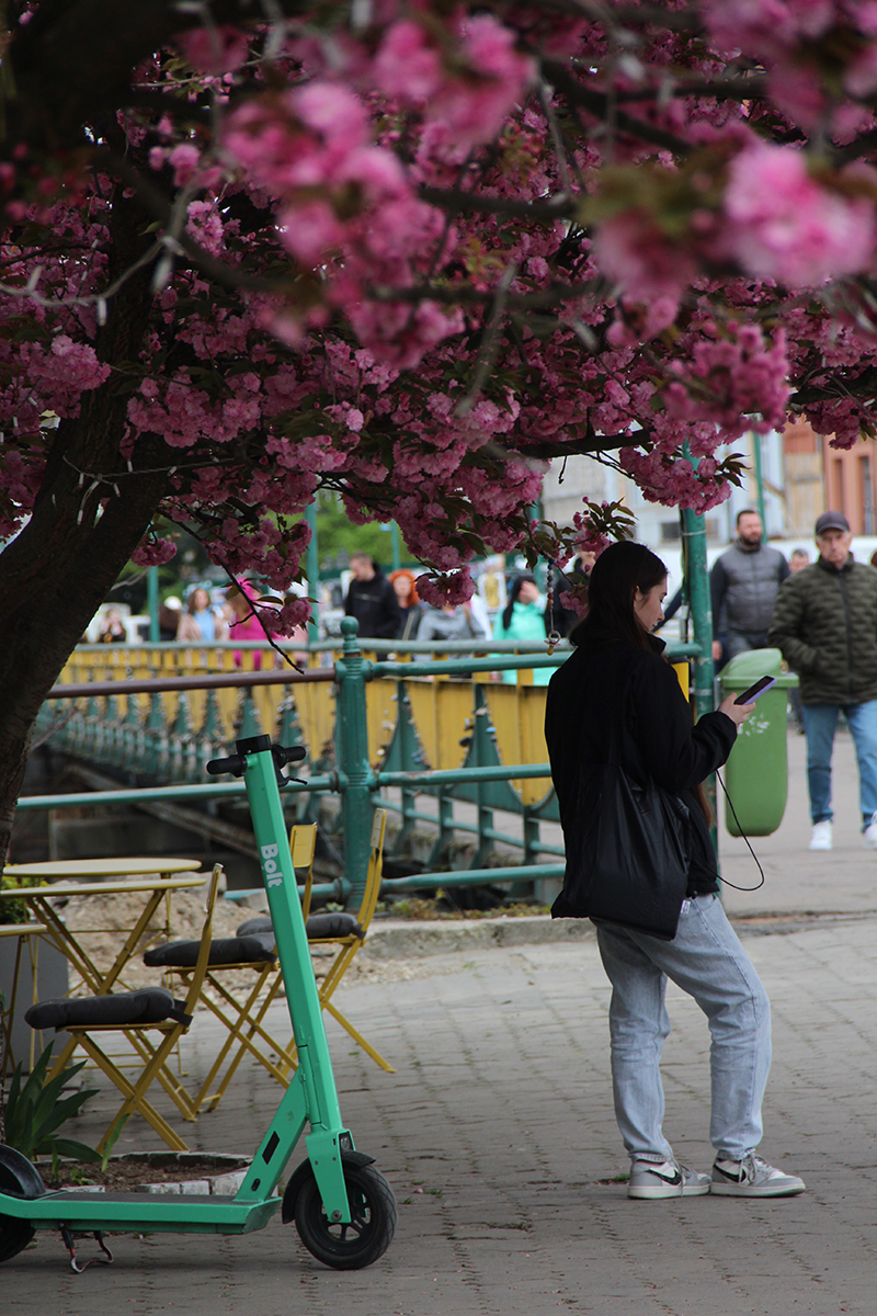 Сквер під час цвітіння сакур в 2024 році