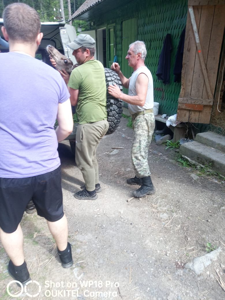 Транспортування косулі