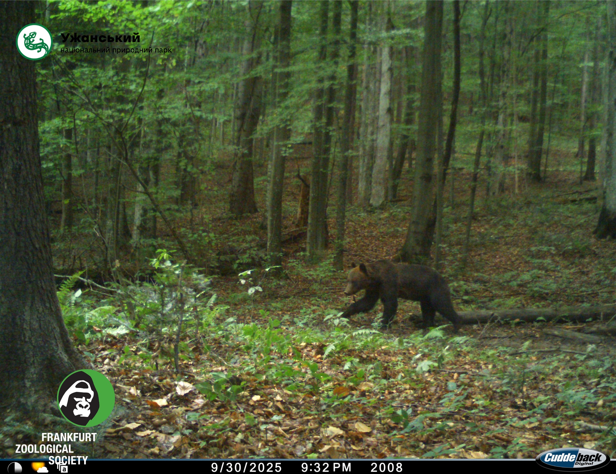 Ведмідь бурий