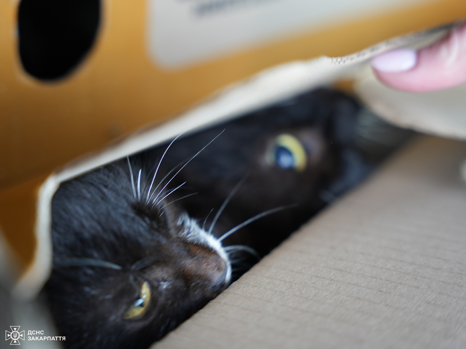 Евакуйовані люди