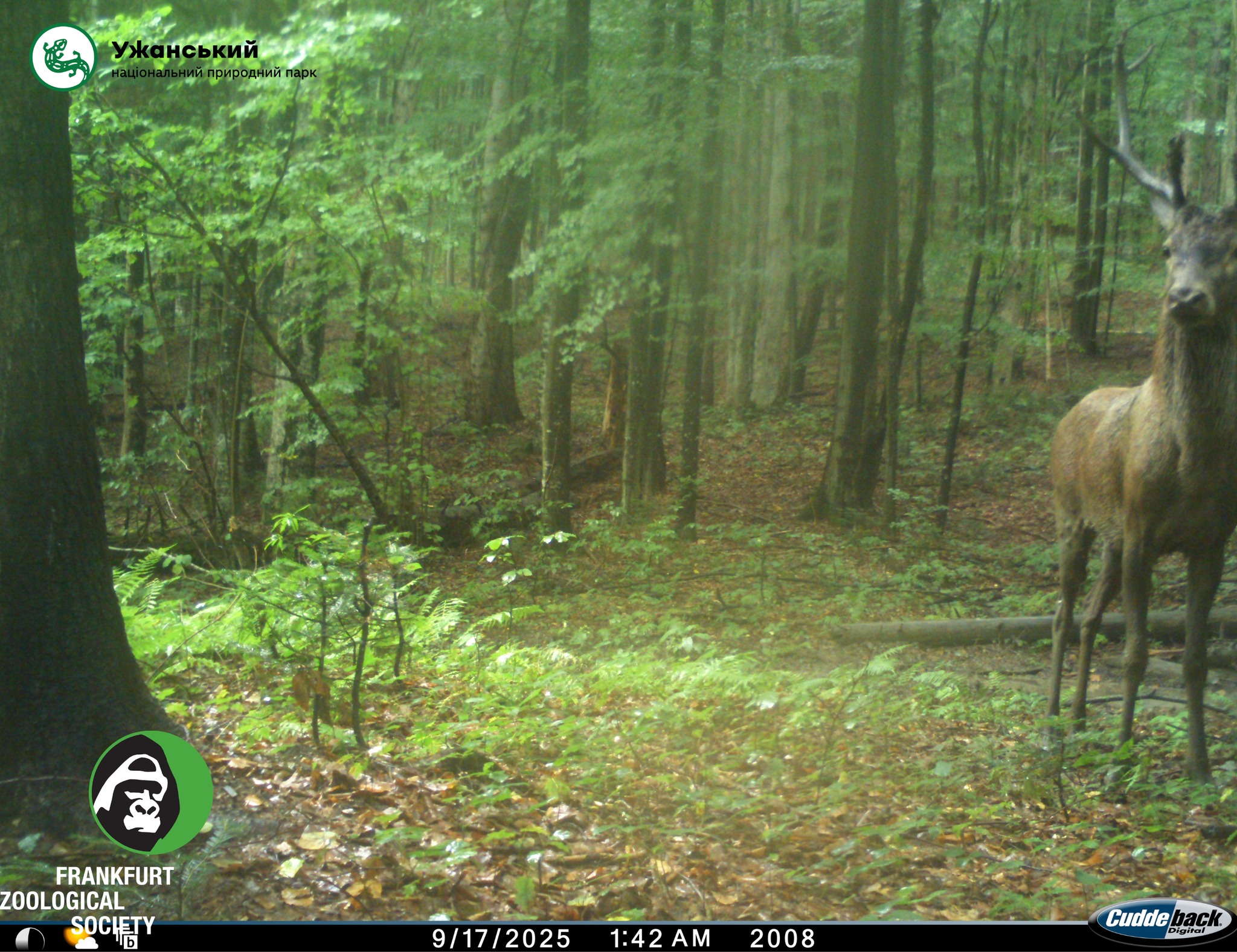 Ведмідь бурий