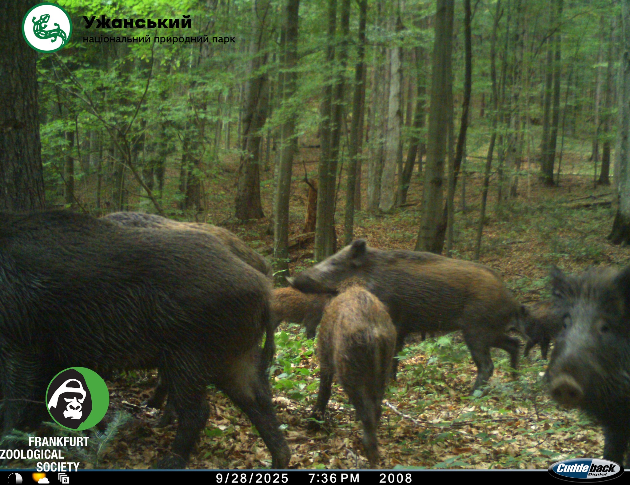 Ведмідь бурий