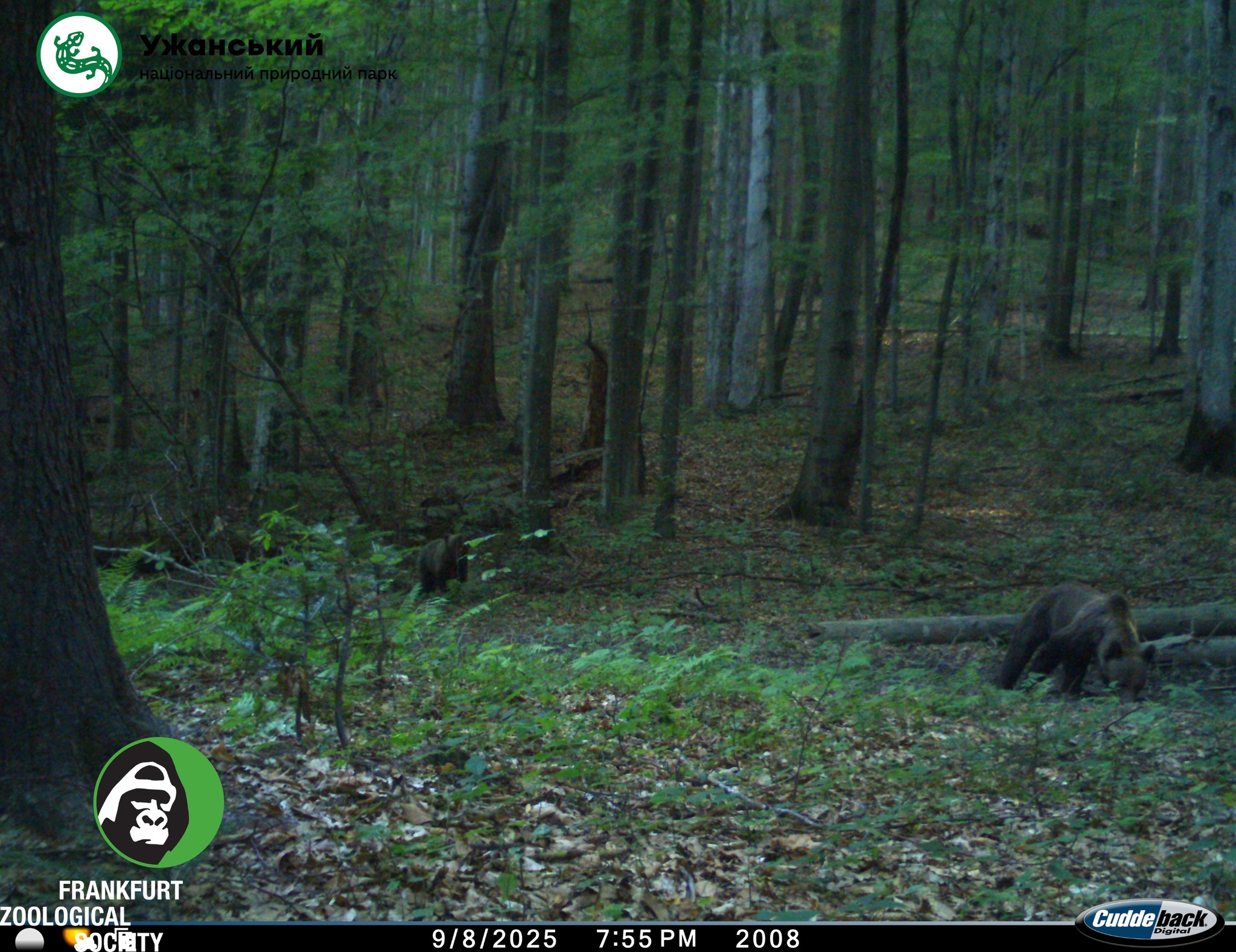 Ведмідь бурий